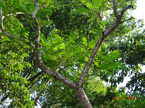 Toona hexandra