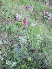 Pontechium maculatum