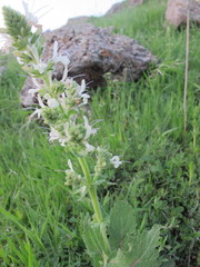 Salvia staminea