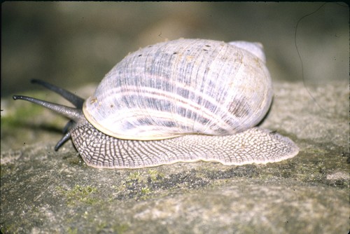 Embertoniphanta farafanga