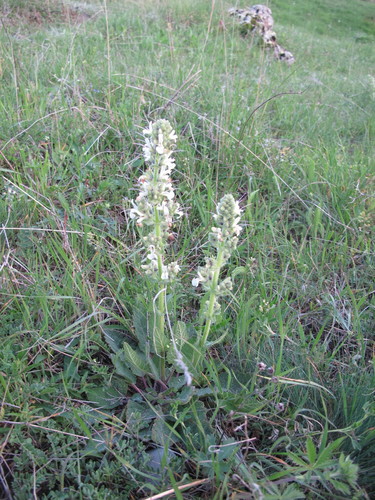 Image of Salvia staminea by (c) Grzegorz Grzejszczak, some rights reserved (CC BY-SA)