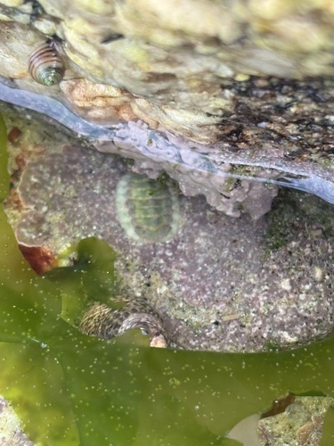Lepidochitona cinerea