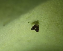 Choreutis emplecta