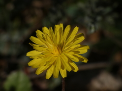 Crepis sancta