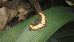 Precis tugela tugela