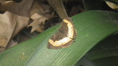 Precis tugela tugela