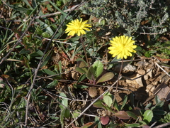 Crepis sancta