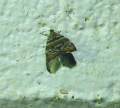 Choreutis periploca