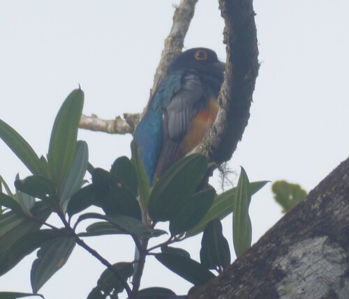 Trogon surrucura aurantius