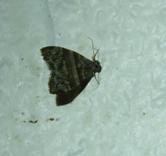 Choreutis periploca