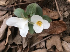 Trillium nivale