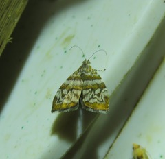 Choreutis periploca