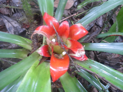 Bird's-nest Bromeliad