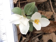Trillium nivale