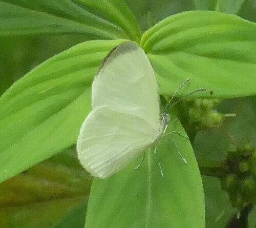 Leucidia elvina