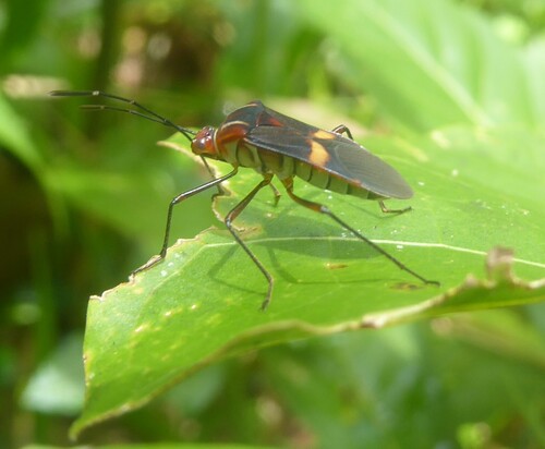Hypselonotus interruptus