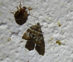 Choreutis periploca