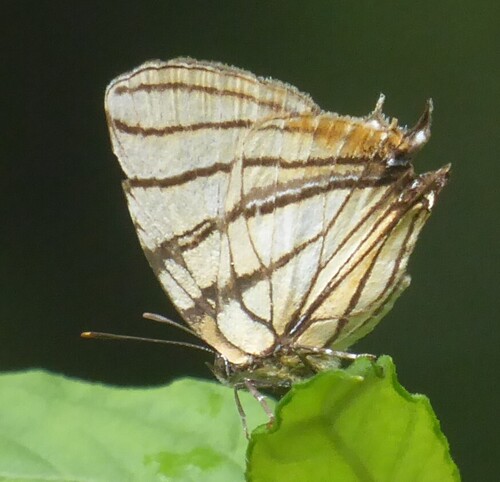 Arawacus meliboeus