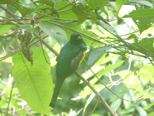 Atlantic Black-throated Trogon