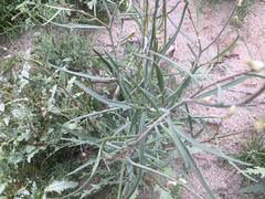 Streptanthus longirostris