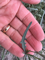 Streptanthus longirostris