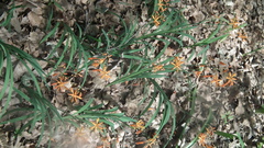 Crocosmia aurea aurea