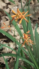 Crocosmia aurea aurea