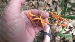 Crocosmia aurea aurea