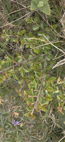 Cotoneaster hjelmqvistii