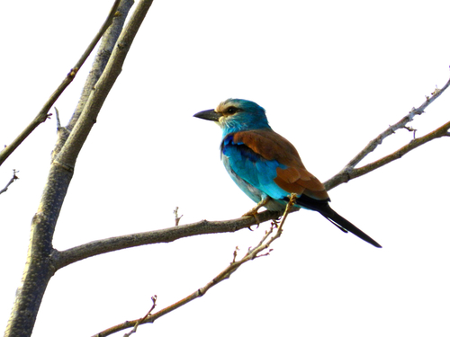 European Roller