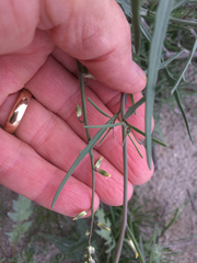 Streptanthus longirostris