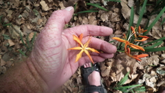 Crocosmia aurea aurea