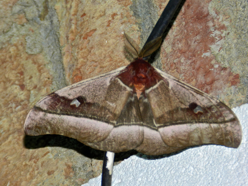 Cabbage Tree Emperor