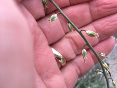 Streptanthus longirostris