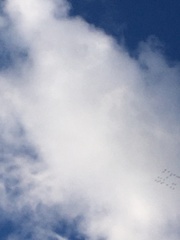 Grus grus