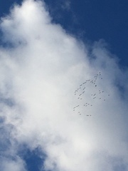 Grus grus