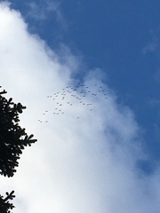 Grus grus