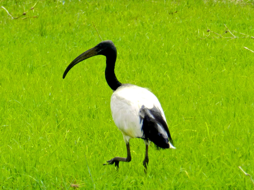 African Sacred Ibis