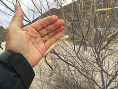 Chilopsis linearis arcuata