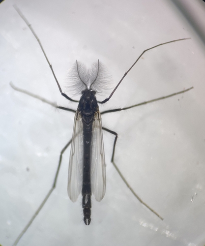Microtendipes nigellus