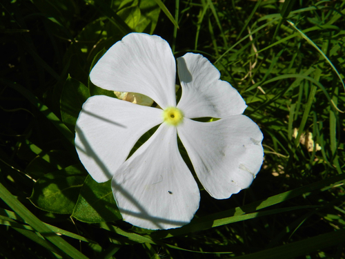 Madagascar Periwinkle