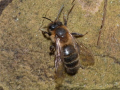 Andrena scotica