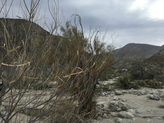 Chilopsis linearis arcuata