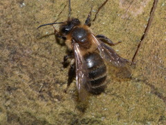 Andrena scotica