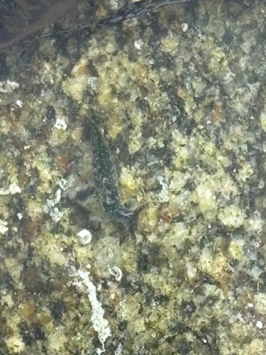 Elysia viridis
