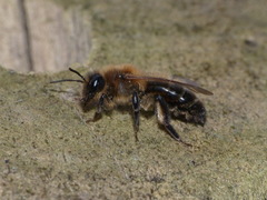 Andrena scotica