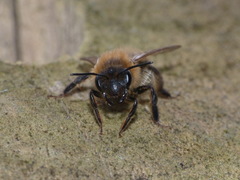 Andrena scotica
