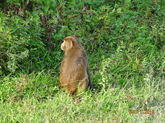 Macaca assamensis