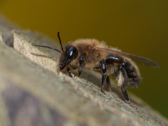 Andrena scotica