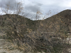 Chilopsis linearis arcuata